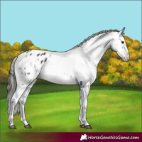 Horse Color:Black Appaloosa 