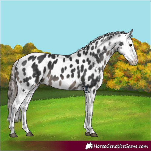 Horse Color:Black Sabino Appaloosa 
