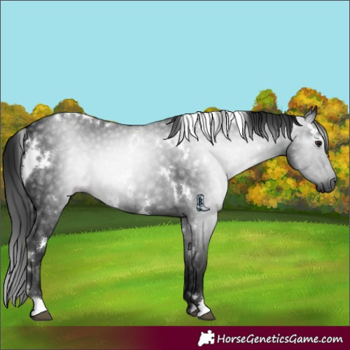 Horse Color:Gray White Spotted Brown