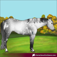 Horse Color:Gray White Spotted Brown 
