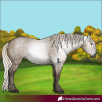 Horse Color:Gray Silver Smoky Grullo 