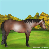 Horse Color:Gray Bay 