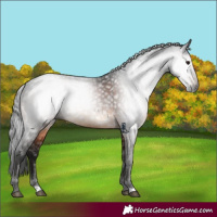 Horse Color:Gray Brown 
