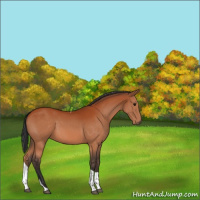 Horse Color:Bay Tobiano Rabicano 