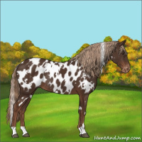 Horse Color:White Spotted Liver Chestnut Appaloosa Rabicano