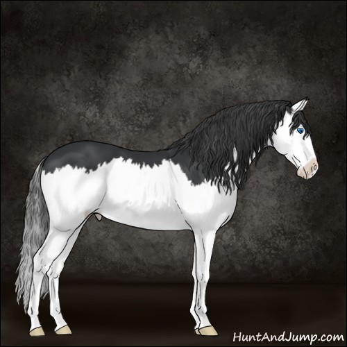 Horse Color:Black Splash 