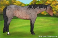 Horse Color:Brown Roan