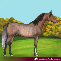 Horse Color:Bay Roan Rabicano