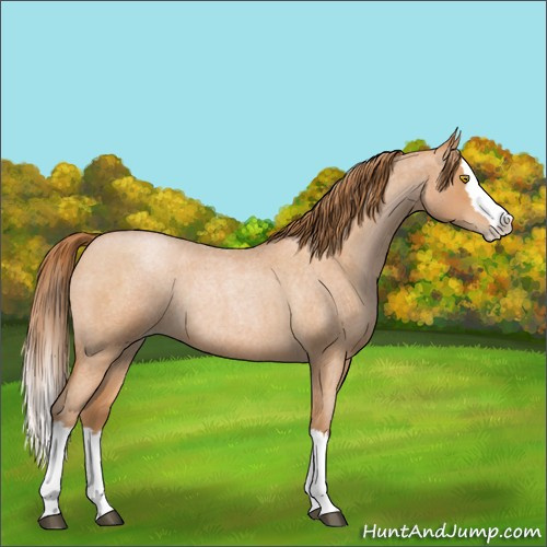 Horse Color:Bay Roan Pearl Splash Rabicano 
