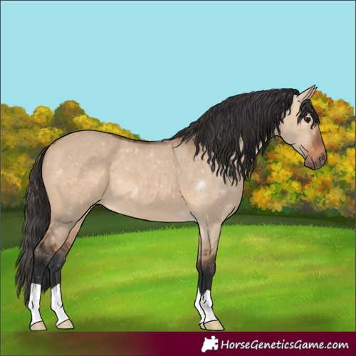 Horse Color:Bay Dun 