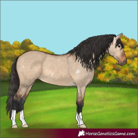 Horse Color:Bay Dun