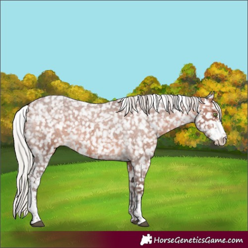 Horse Color:Silver Bay Roan Sabino Appaloosa Rabicano 