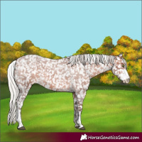 Horse Color:Silver Bay Roan Sabino Snowflake VarnishRabicano