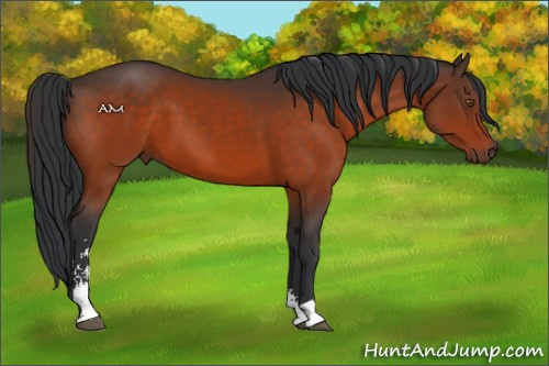 Horse Color:Brown Sabino 