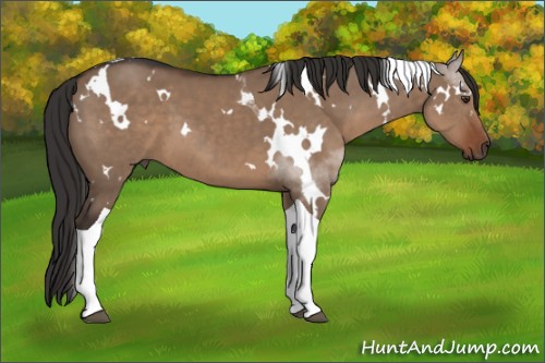 Horse Color:White Spotted Liver Red Dun Tobiano 