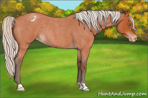 Horse Color:Silver Brown Roan Appaloosa Rabicano 