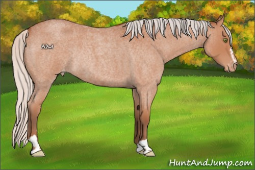 Horse Color:Silver Bay Roan Sabino Appaloosa Rabicano 