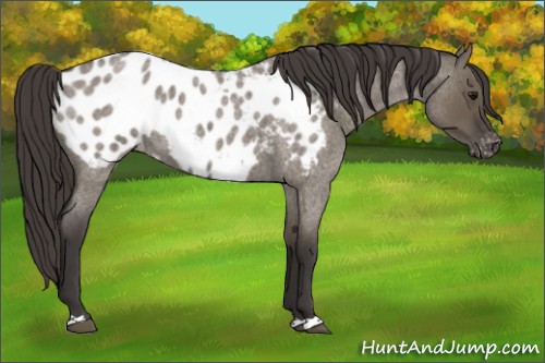 Horse Color:Smoky Grullo Roan Appaloosa Rabicano 