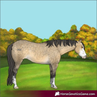 Horse Color:Buckskin Dun Sabino Varnish Rabicano