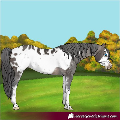 Horse Color:Brown Dun Sabino Frame Appaloosa Rabicano 