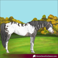 Horse Color:Brown Dun Sabino Frame Appaloosa Rabicano
