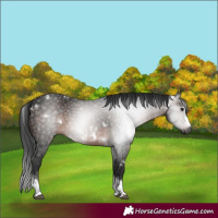 Horse Color:Gray White Spotted Brown Tobiano Frame 