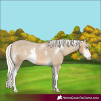 Horse Color:Silver Buckskin Dun Sabino Varnish Rabicano