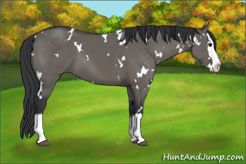 Horse Color:White Spotted Grullo Splash 