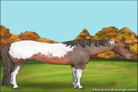 Horse Color:Bay Tobiano Appaloosa 