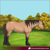 Horse Color:Bay Dun