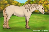 Horse Color:Red Dun Splash 