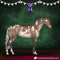 Horse Color:White Spotted Silver Brown Dun