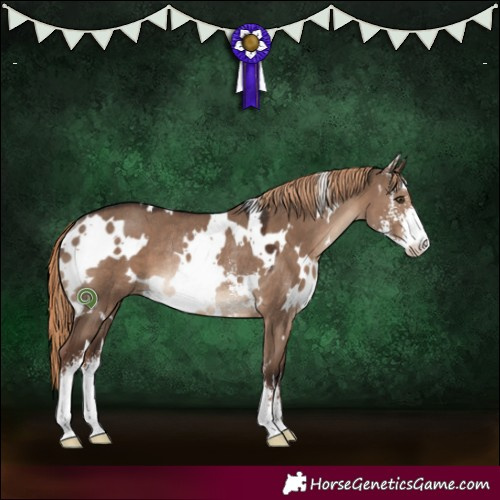 Horse Color:White Spotted Liver Red Dun Sabino Rabicano