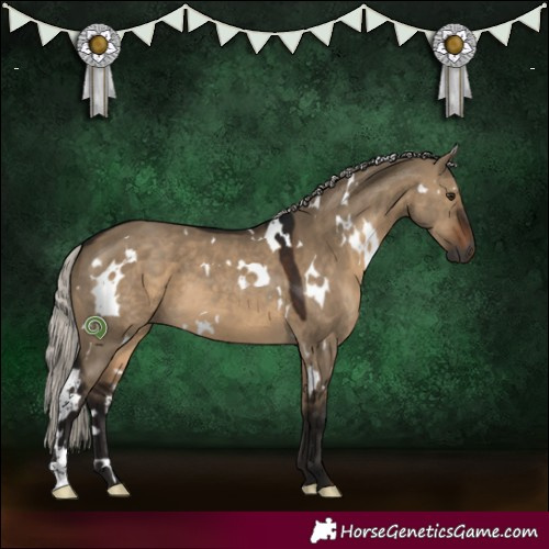 Horse Color:Gray White Spotted Silver Bay Dun 