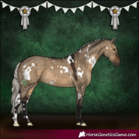 Horse Color:Gray White Spotted Silver Bay Dun