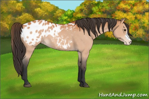 Horse Color:Bay Appaloosa