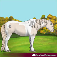 Horse Color:Smoky Creme Tobiano 