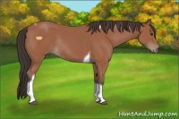 Horse Color:Bay Tobiano Rabicano 