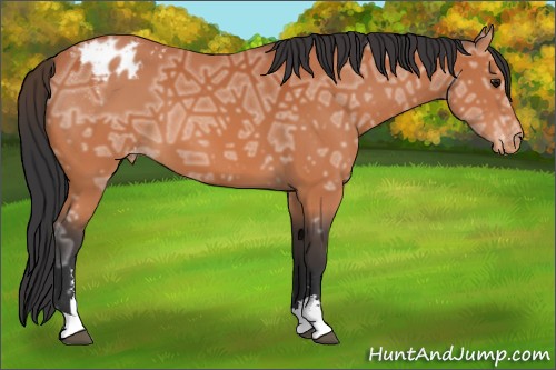 Horse Color:Bay Ice Sabino Appaloosa 