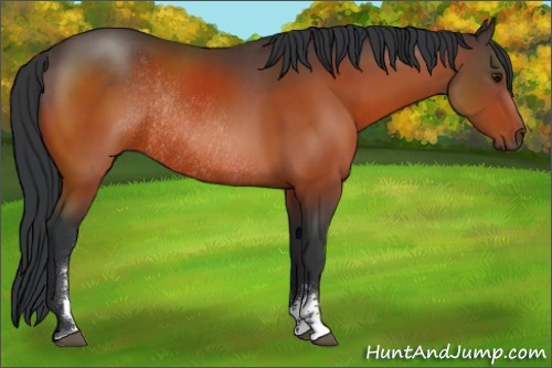 Horse Color:Bay Sabino Rabicano 