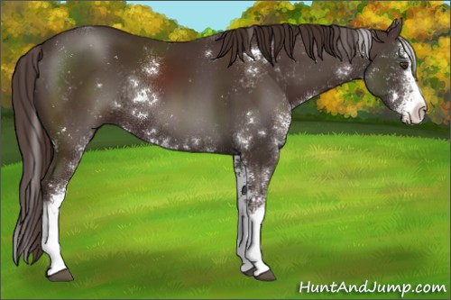 Horse Color:Liver Chestnut Sabino Rabicano 