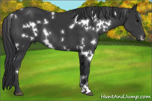 Horse Color:White Spotted Black 