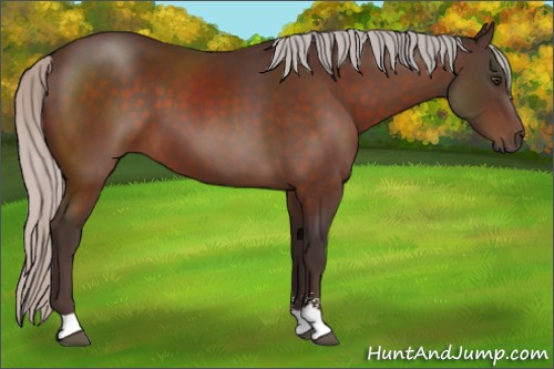 Horse Color:Silver Brown Sabino 