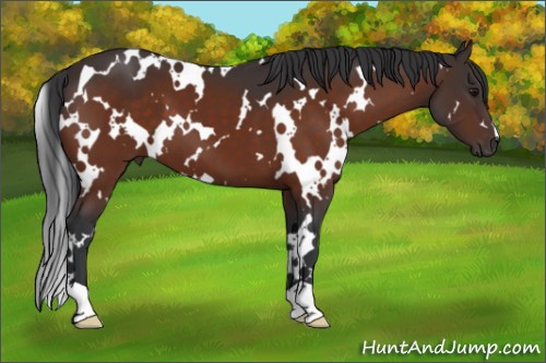 Horse Color:White Spotted Bay 