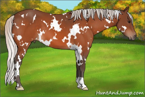 Horse Color:White Spotted Silver Bay 