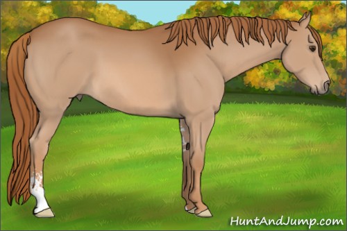 Horse Color:Chestnut Sabino 