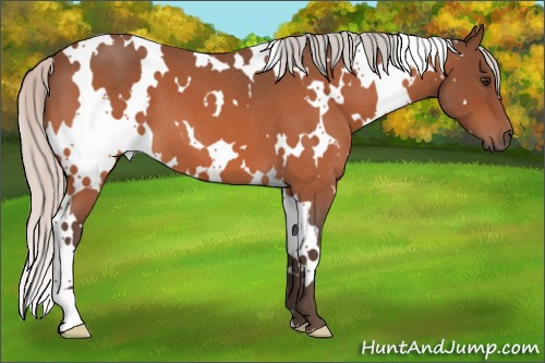 Horse Color:White Spotted Silver Bay Roan 