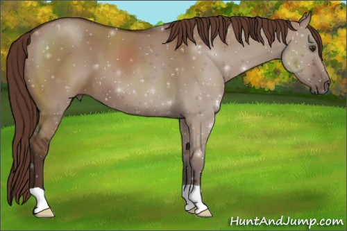 Horse Color:Liver Red Dun 
