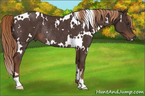 Horse Color:White Spotted Liver Chestnut Rabicano 