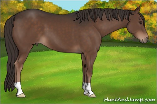 Horse Color:Liver Chestnut 